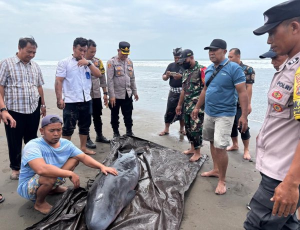 Polri  Sigap Tangani Paus Sperma Kerdil Terdampar  di Pantai Tembles Mendoyo